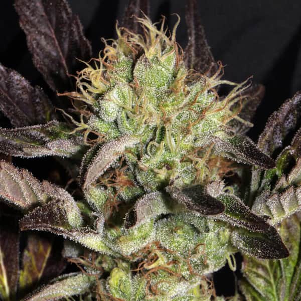 Big Apple Cookies Seed > Mamiko Seeds | Feminized Cannabis   |  Sativa